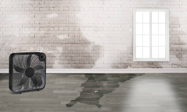 Best Flood damage cleanup  in Pitola, CA